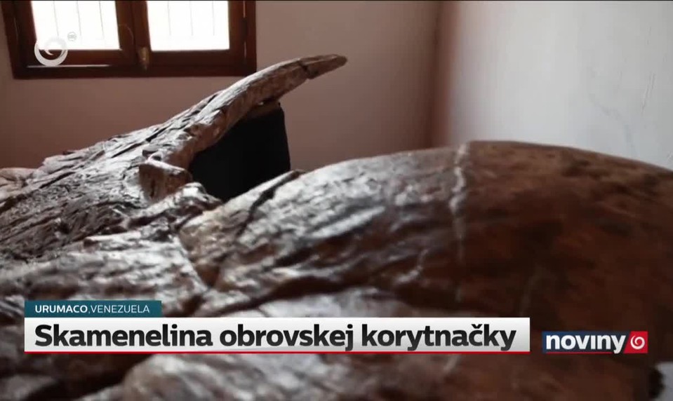 Skamenelina obrovskej korytnačky