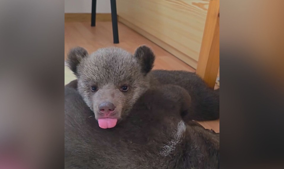 Chcú sa k nim dostať za každú cenu a neváhajú zaplatiť. Záujem o medvieďatá prekročil hranice