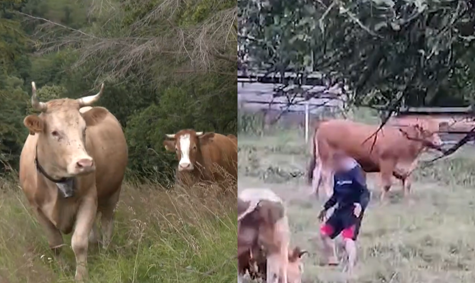 VIDEO: Býk útočil na Kysuciach. Napadnutý Filip (38) priznal, že ho chodil provokovať
