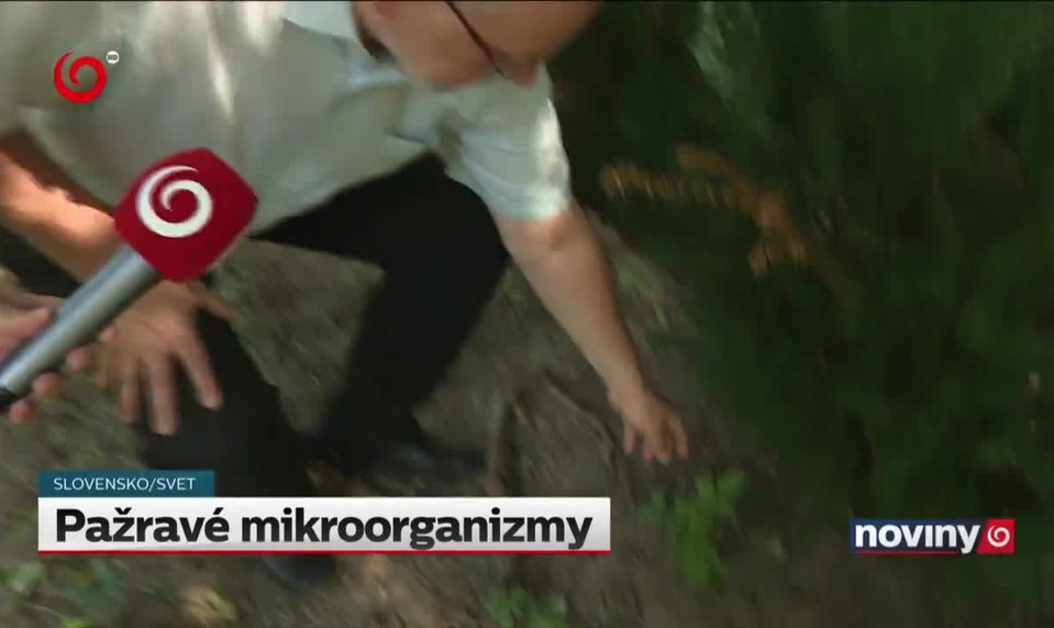Pažravé mikroorganizmy
