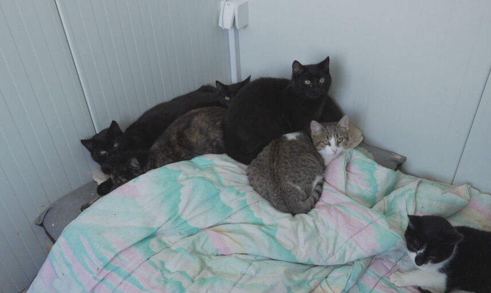 Zvieratá v mrazoch bojujú o život. Pomoc verejnosti je kľúčová