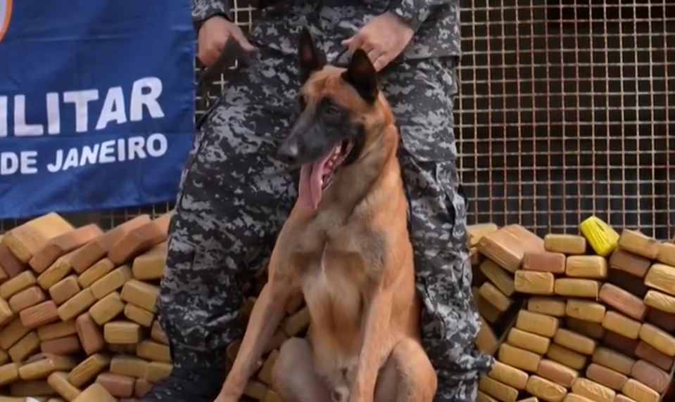 Pes Hulk vyňuchal obrovský úlovok: Takmer 50 ton drog skončilo v rukách polície