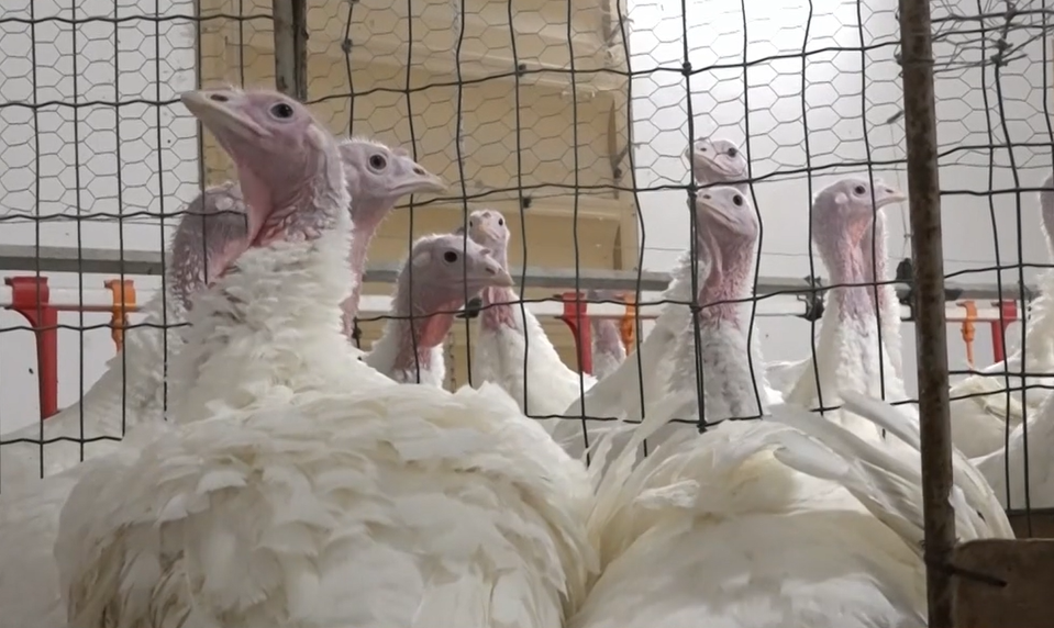 Študenti v Ivanke pri Dunaji pomáhajú s chovom a spracovaním moriek