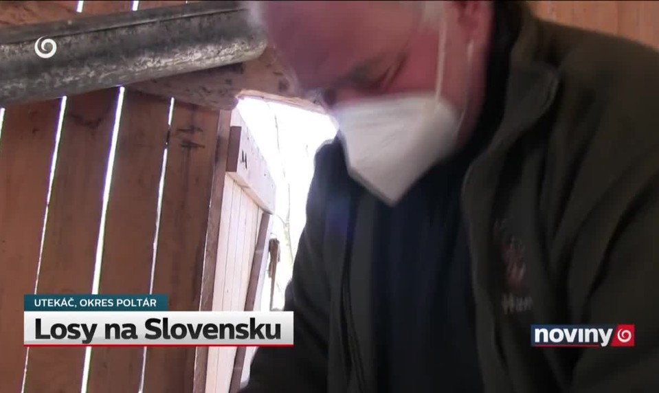 Losy na Slovensku