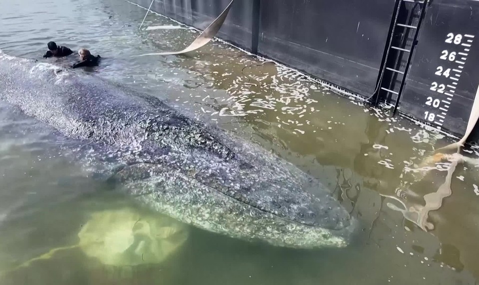 Pokus o oslobodenie veľryby Timmyho bol úspešný. Pozrite si video zo záchrannej akcie