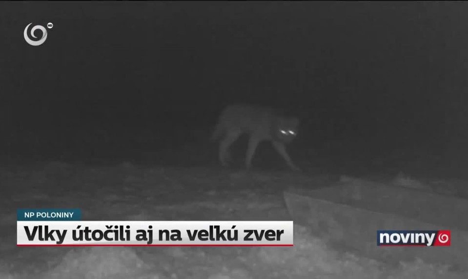 Vlky útočili aj na veľkú zver