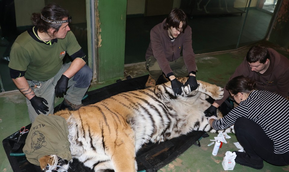 Smútok v ZOO. Obľúbenú tigricu Raju museli uspať