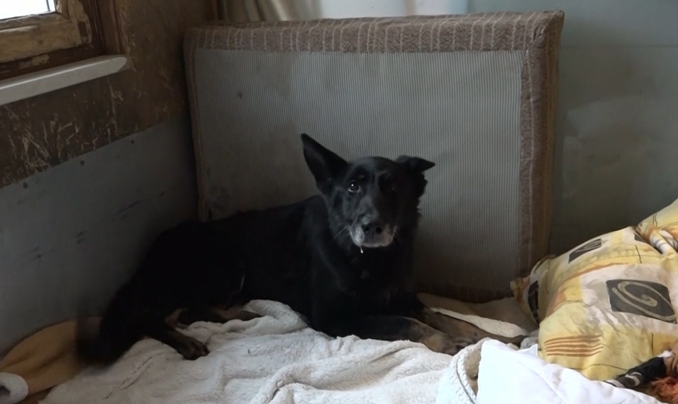 Sučka po zrážke s autom a so znakmi týrania bojuje o lepší život