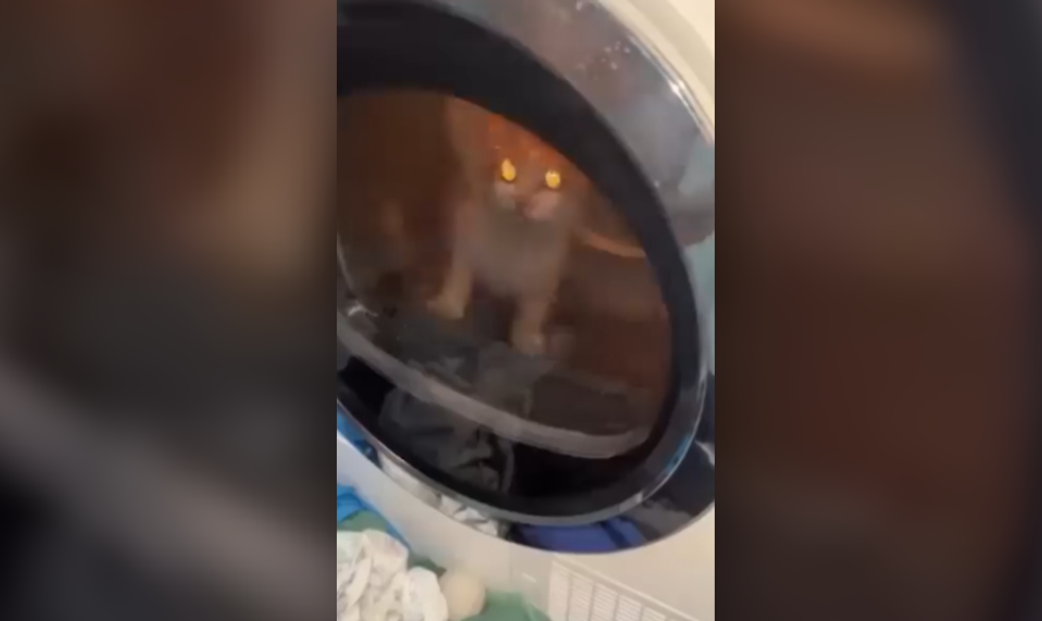 Mladíci zavreli mačku do sušičky a utýrali ju na smrť. Celú hrôzu si so smiechom natáčali