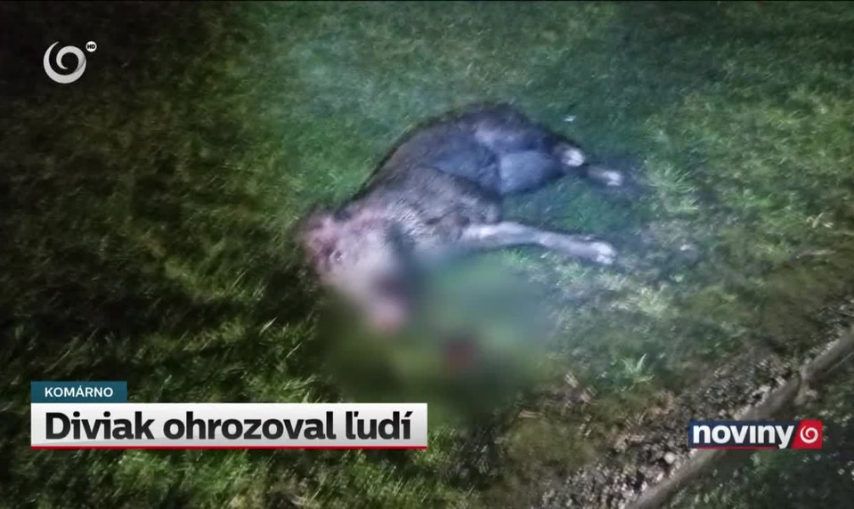Diviak ohrozoval ľudí
