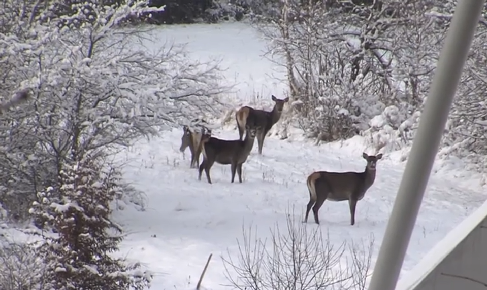 Mrazivé počasie trápi zver: Na severovýchode Slovenska hľadá potravu blízko ľudí