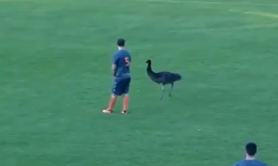 Na futbalovom ihrisku sa objavil nečakaný hráč. Počas zápasu museli naháňať strateného pštrosa