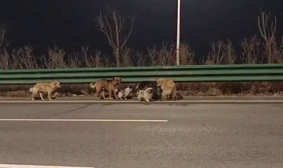 „Ušli mäsiarom a išli domov.“ Virálny príbeh 7 psov z Číny má nečakané rozuzlenie