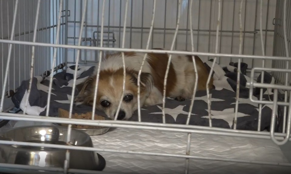 Tragické nehody na Zemplíne: Zrazené psy doplácajú na nedbanlivosť majiteľov