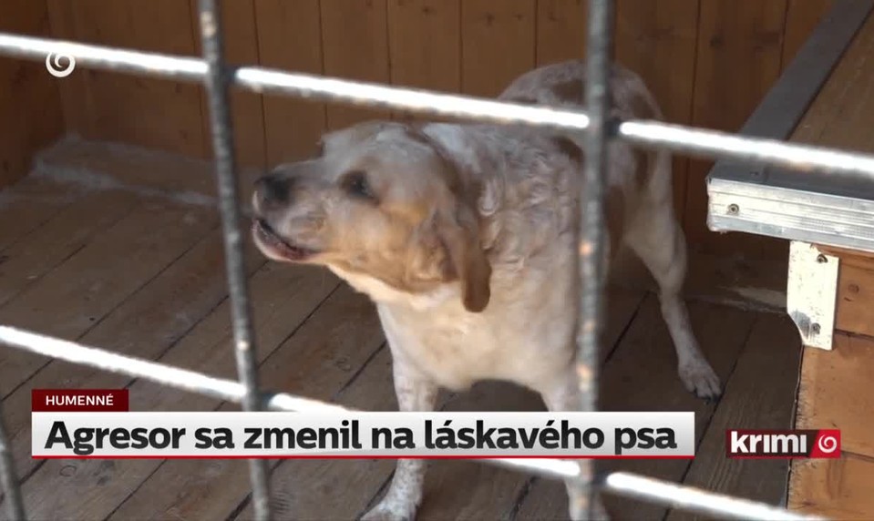 Agresor sa zmenil na láskavého psa