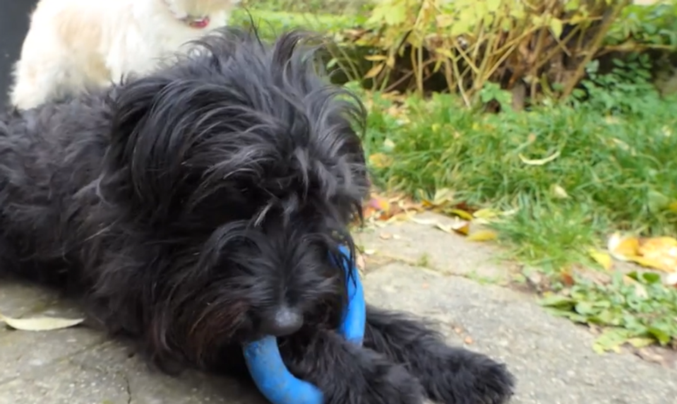 Jed v maškrtách a v špongii obalenej vo vajci: Páchateľ sa snažil zabiť psíkov krutým spôsobom