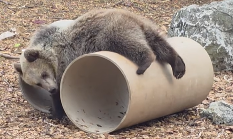 VIDEO: Malé medvieďatká Lada, Vesna a Zora z bojnickej ZOO objavili čaro rúry