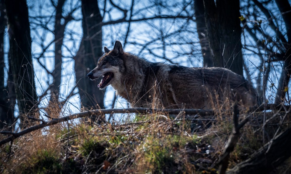 Poľovník nezákonne odstrelil vlka. Dostal pokutu 20 eur