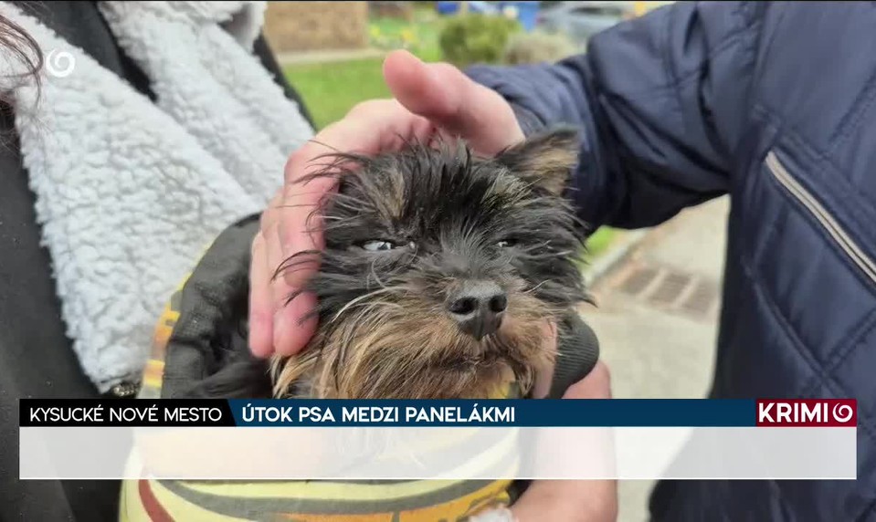 ÚTOK PSA MEDZI PANELÁKMI
