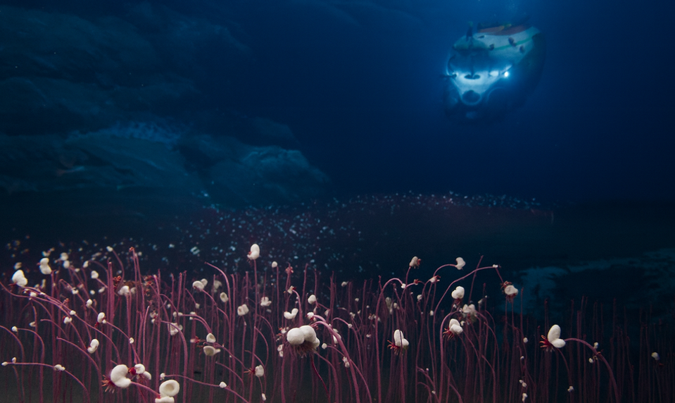 Život v temnote: Vedci objavili podmorský svet ako z Avatara