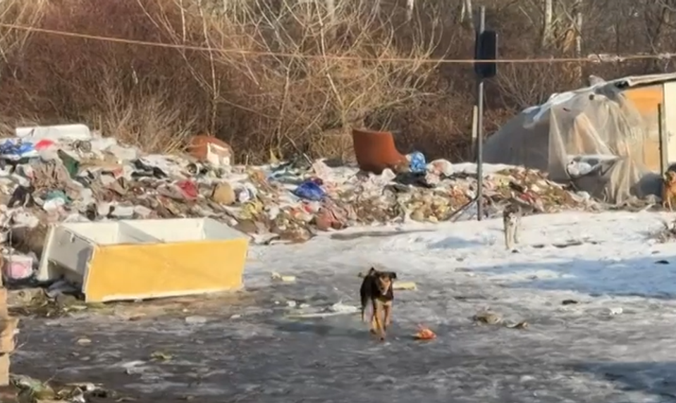 Hrôza v Kolárove: Psa našli uhynutého na reťazi v torze starej chladničke