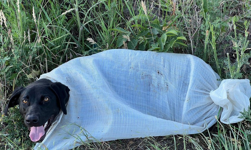 Neznámy páchateľ zviazal psa vo vreci a nechal pohodeného pri ceste