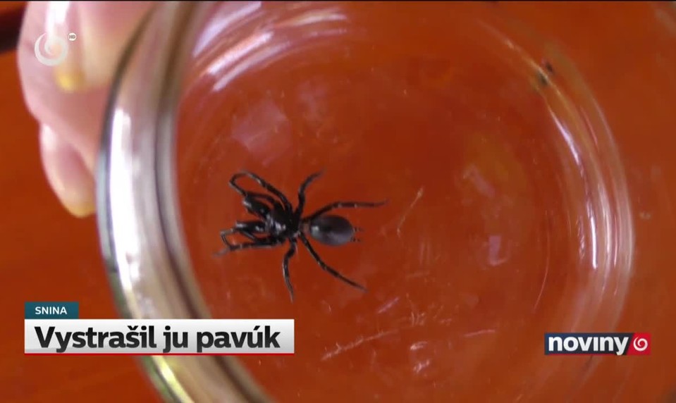 Vystrašil ju pavúk