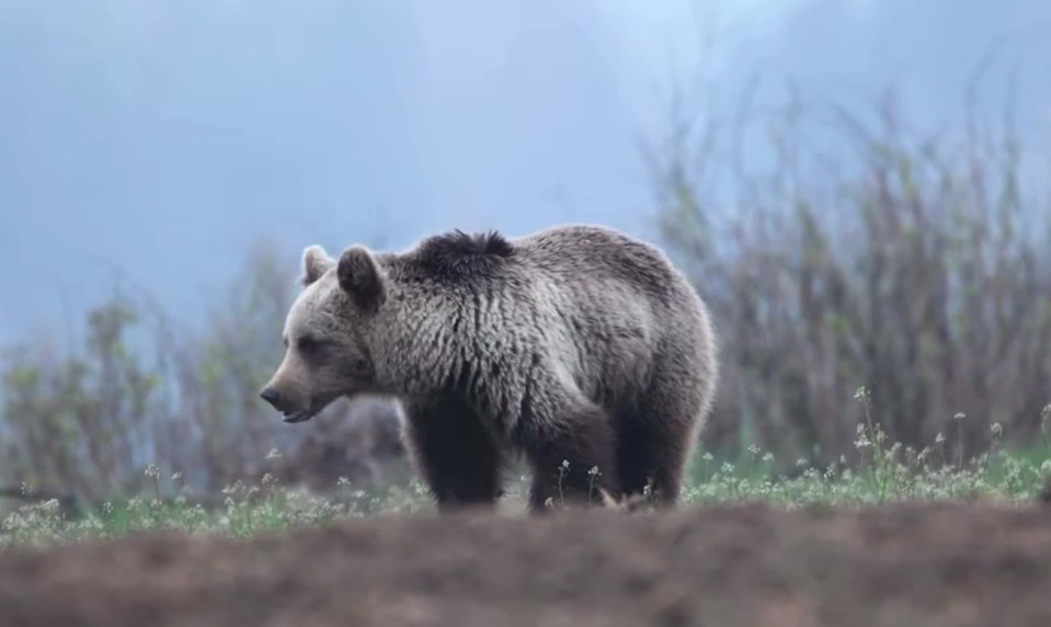 Medveď napadol muža so psom. Mužovi po útoku zostala na chrbte hlboká rana