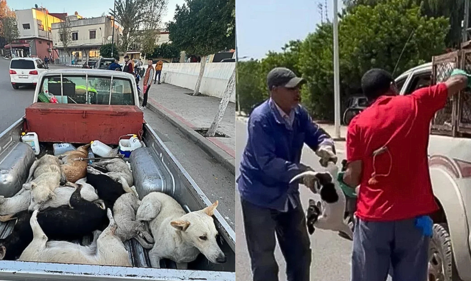 Aktivisti upozorňujú na strašnú situáciu v Maroku: Až trom miliónom psov hrozí pred majstrovstvami sveta zabitie