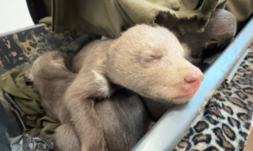 Po zastrelenej medvedici našli mláďatá, ich osud je jasný