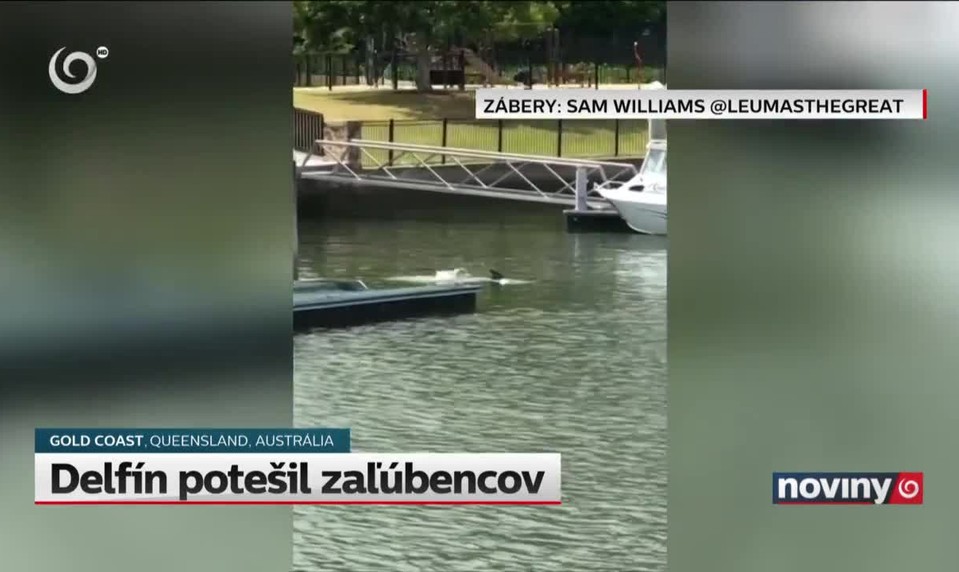 Delfín potešil zaľúbencov