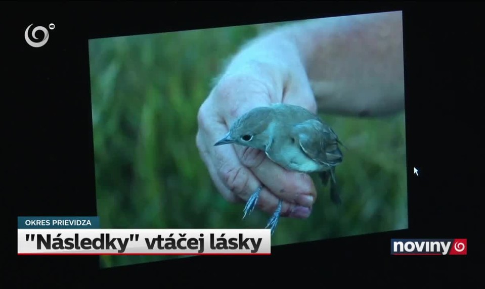 "Následky" vtáčej lásky