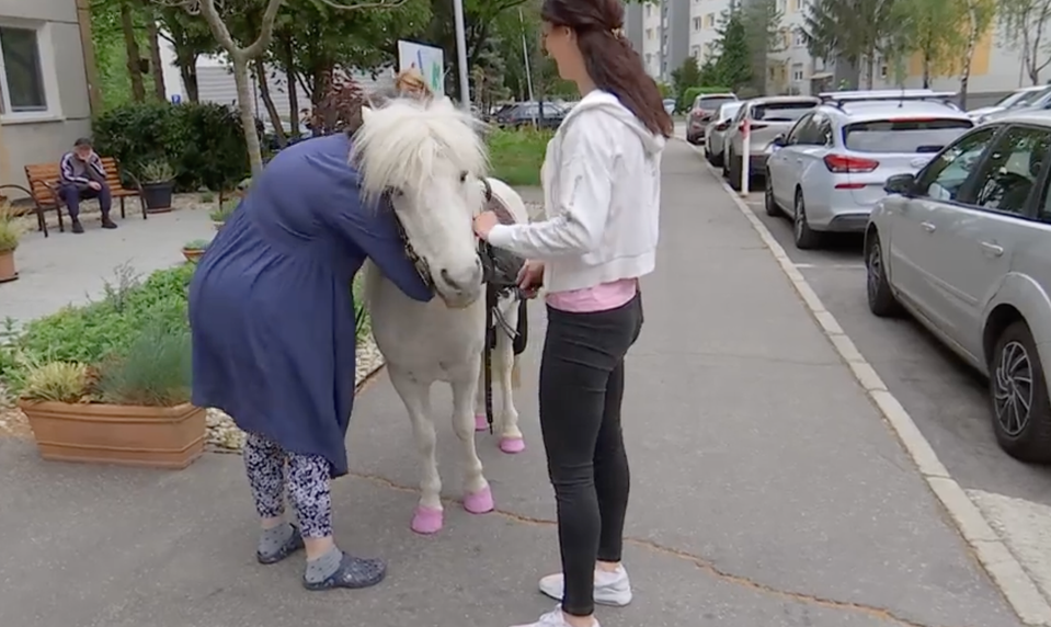 Nezvyčajný pomocník: Poník chodí po zariadení a zlepšuje náladu klientov