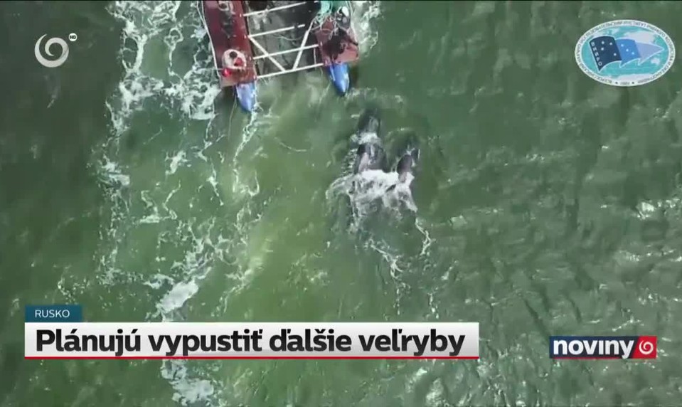 Plánujú vypustiť ďalšie veľryby