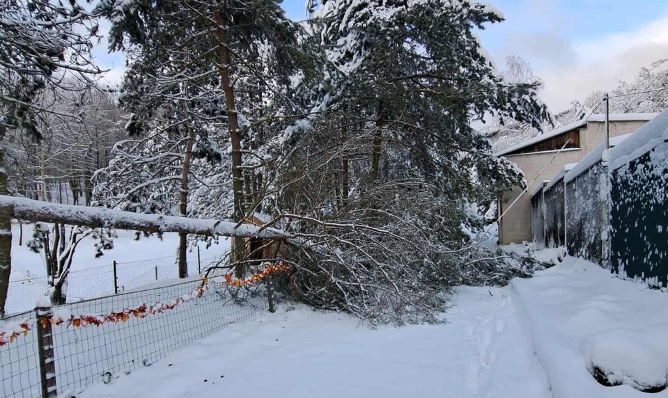 V košickej ZOO sneh vyvrátil cez 200 stromov. Verejnosť sa do nej nedostane