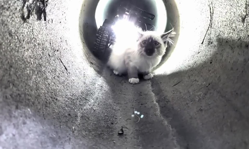 VIDEO: Mačiatko uviazlo v kanalizácii. Na pomoc mu poslali robota s prezývkou R2D2