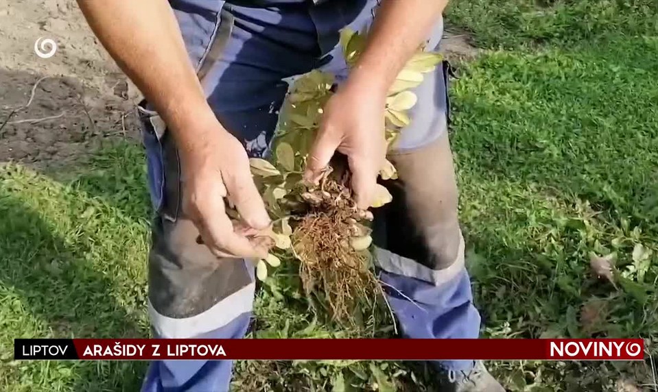 ARAŠIDY Z LIPTOVA