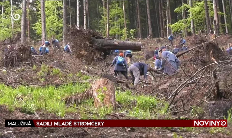 SADILI MLADÉ STROMČEKY