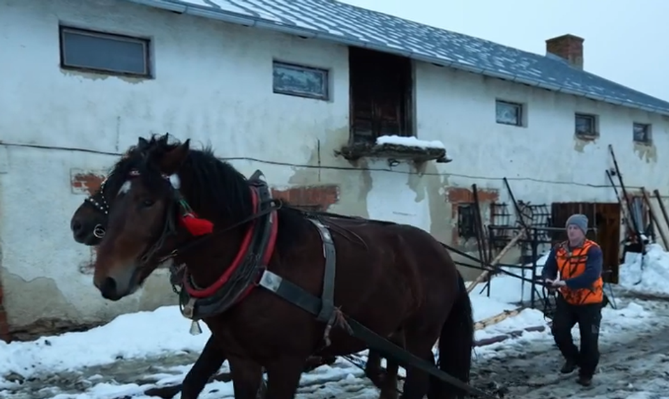 Kuriózna odťahovka: Na Spiši záprah koní zachránil uviaznutý kamión