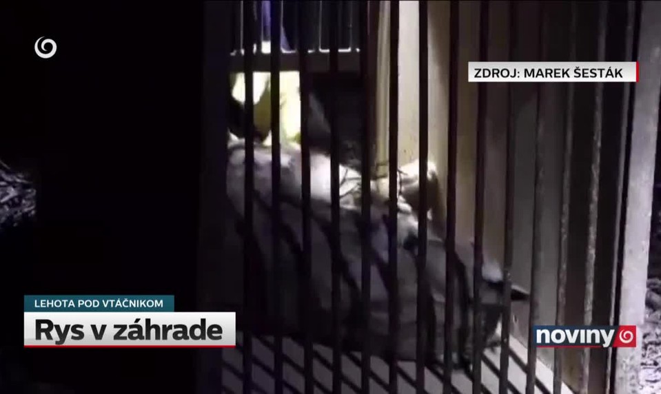 Rys v záhrade
