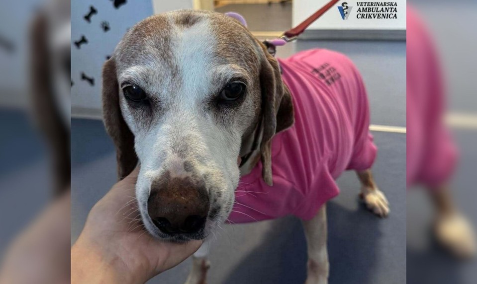 FOTO: Sučka Lisa mala vážne problémy s močením. Veterinári zostali v šoku