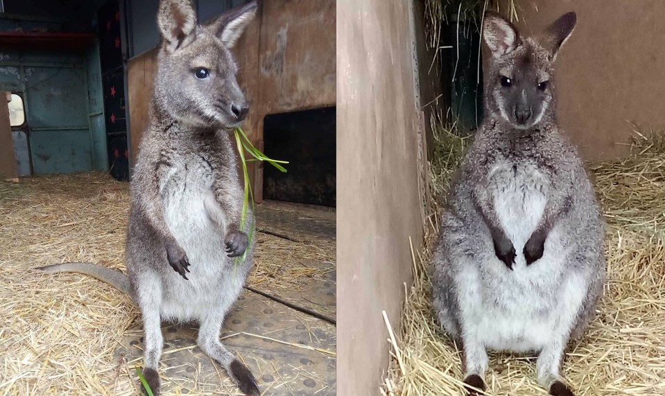 Deti mali dostať pod stromček klokana, ten ušiel. Skipa hľadá celá obec