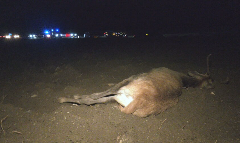 Jeleň vybehol priamo pred auto. Vodička a jej vnuk mali šťastie v nešťastí