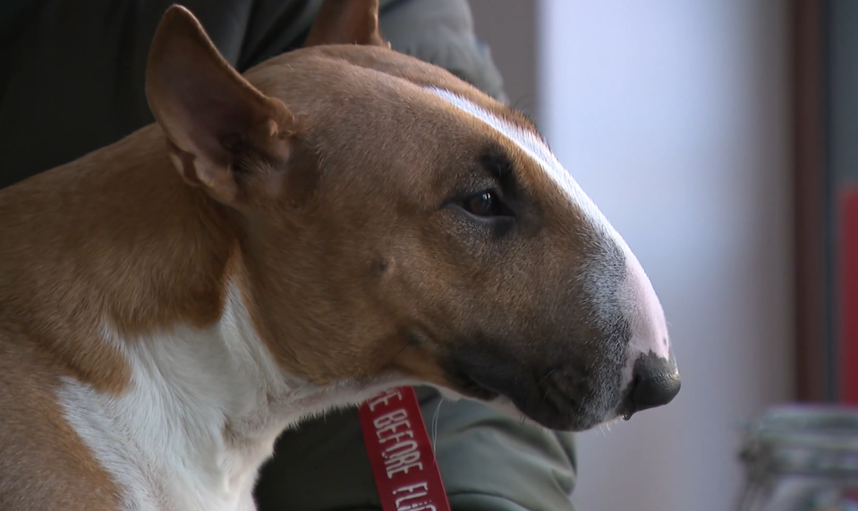 Nebezpečný parazit ohrozuje hlavne šteniatka a staršie psy. V bezpečí nie sú ani ľudia