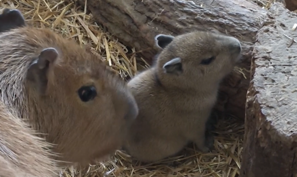 Bojnická zoo má dôvod na radosť: narodilo sa mláďa kapybary