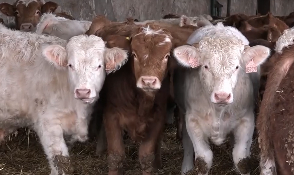 Veterinári u susedov potvrdili prvý prípad vírusu Shamonda v chove hovädzieho dobytka