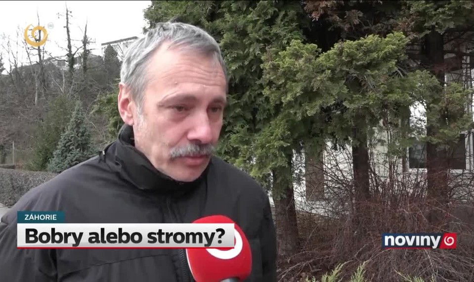 Bobry alebo stromy?