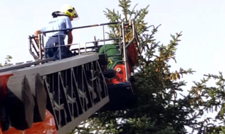 Popradské sokolíky majú nový domov. Postavili im ho ochranári s hasičmi