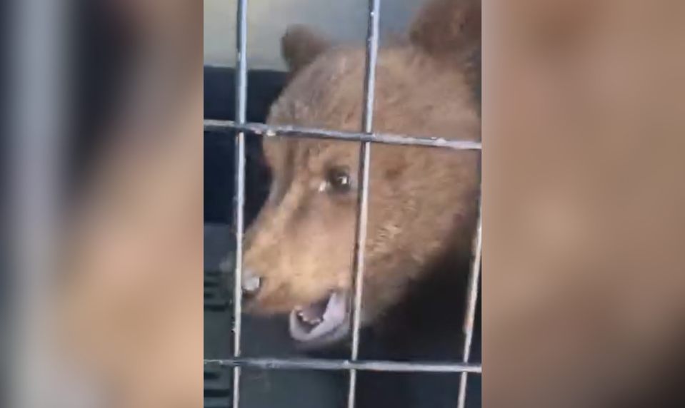 Niekoľkodňové pátranie má šťastný koniec. Medvieďa odchytili pri materskej škole