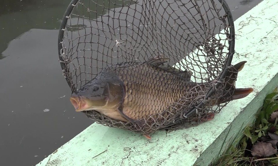 Pytliactvo alebo len priestupok? Súkromné rybníky sú bez ochrany, majitelia žiadajú zmenu